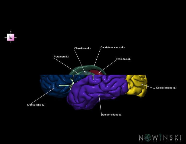 G7.T3.1-11.V2.Ds10.C2.L1.Cerebrum_superior_cut–Deep_nuclei.tiff