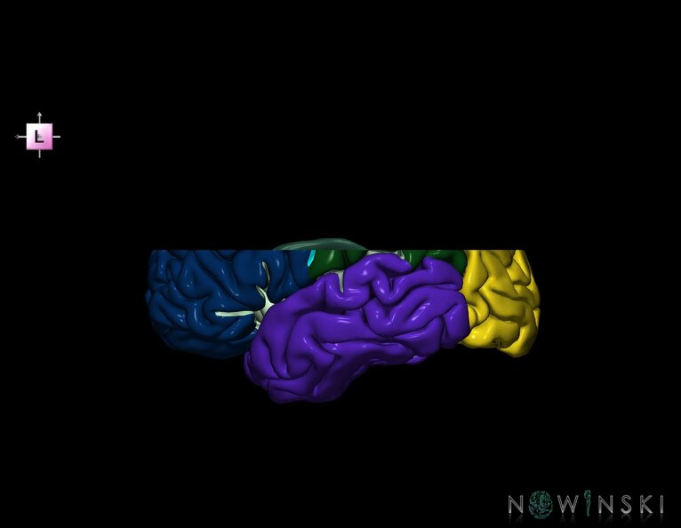 G7.T3.1-11.V2.Ds20.C2.L0.Cerebrum_superior_cut–Deep_nuclei.tiff