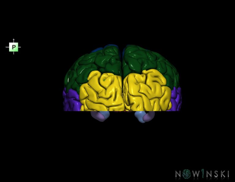 G7.T3.1-11.V3.Di-10.C2.L0.Cerebrum_inferior_cut–Deep_nuclei.tiff