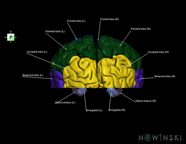 G7.T3.1-11.V3.Di-10.C2.L1.Cerebrum_inferior_cut–Deep_nuclei.tiff