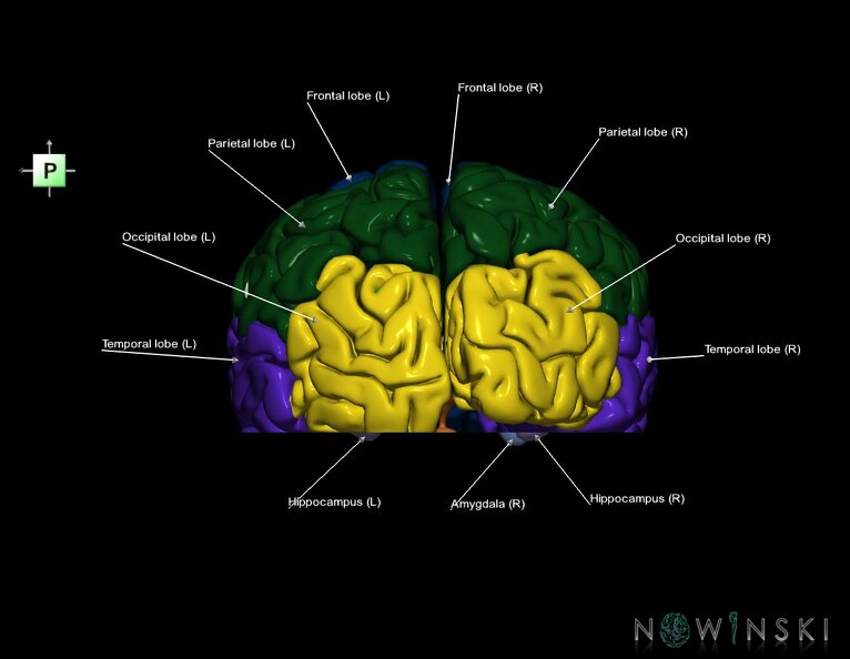 G7.T3.1-11.V3.Di-20.C2.L1.Cerebrum_inferior_cut–Deep_nuclei.tiff
