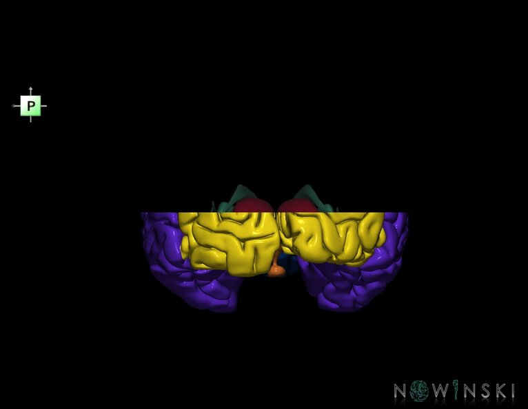 G7.T3.1-11.V3.Ds10.C2.L0.Cerebrum_superior_cut–Deep_nuclei.tiff
