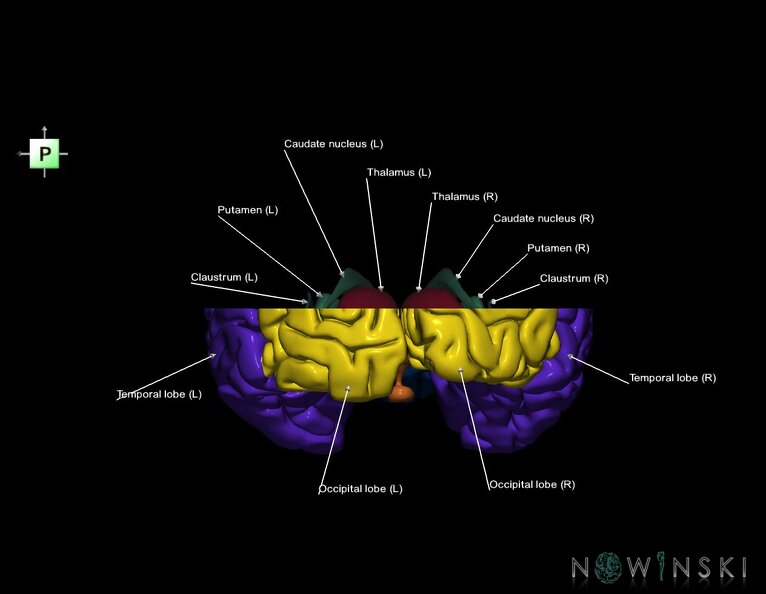 G7.T3.1-11.V3.Ds10.C2.L1.Cerebrum_superior_cut–Deep_nuclei.tiff