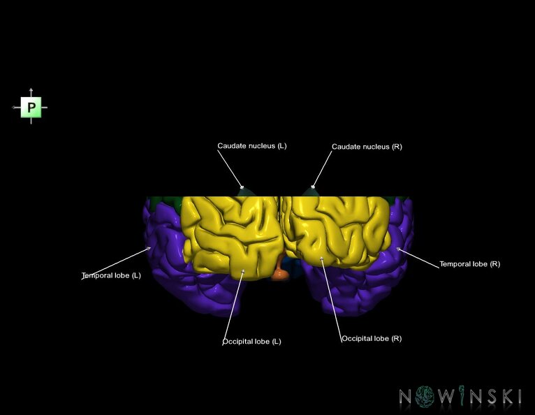 G7.T3.1-11.V3.Ds20.C2.L1.Cerebrum_superior_cut–Deep_nuclei.tiff