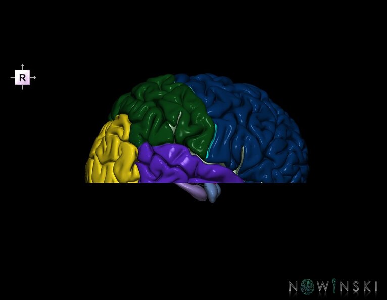 G7.T3.1-11.V4.Di-10.C2.L0.Cerebrum_inferior_cut–Deep_nuclei.tiff