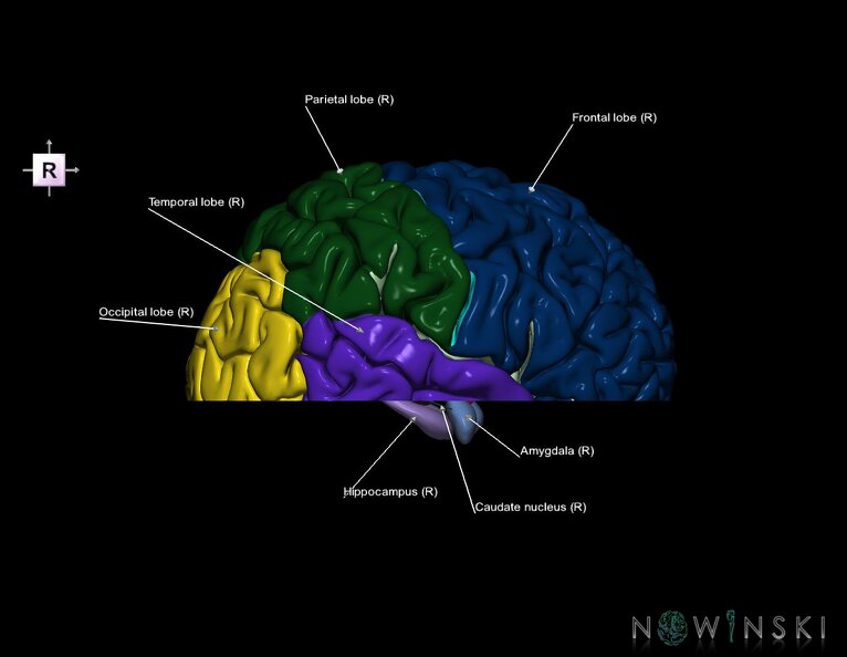 G7.T3.1-11.V4.Di-10.C2.L1.Cerebrum_inferior_cut–Deep_nuclei.tiff