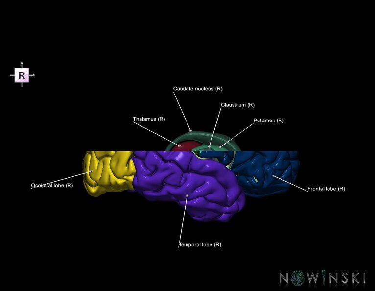 G7.T3.1-11.V4.Ds10.C2.L1.Cerebrum_superior_cut–Deep_nuclei.tiff