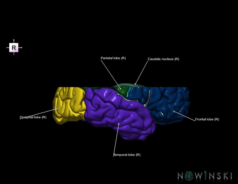 G7.T3.1-11.V4.Ds20.C2.L1.Cerebrum_superior_cut–Deep_nuclei.tiff