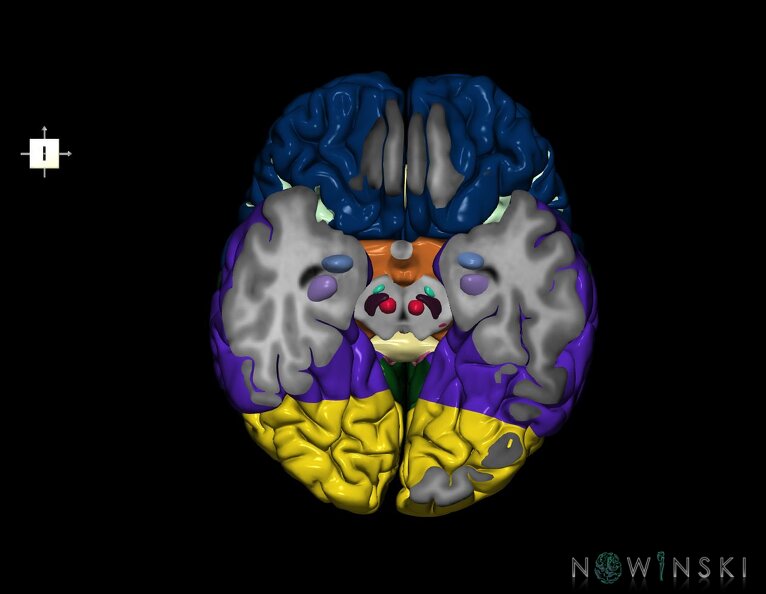 G7.T3.1-11.V6.Di-20.C2.L0.Cerebrum_inferior_cut–Deep_nuclei.tiff
