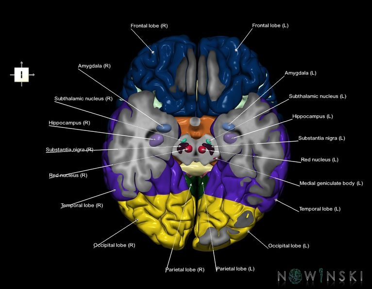 G7.T3.1-11.V6.Di-20.C2.L1.Cerebrum_inferior_cut–Deep_nuclei.tiff