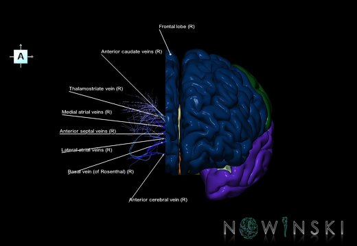 G7.T3.1-16.6.V1.Dr-10.C2.L1.Cerebrum right cut–Deep veins