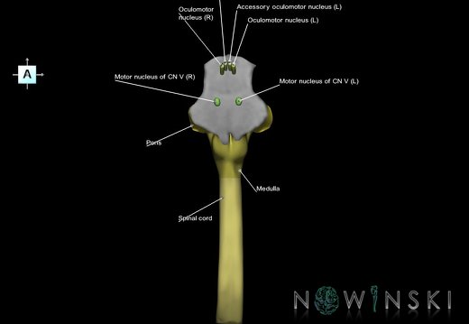 G7.T9-10-19.16.V1.Da-30.C2.L1.Brainstem-Cervical spinal cord anterior cut–CN nuclei