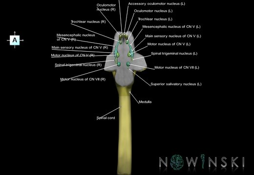 G7.T9-10-19.16.V1.Da-35.C2.L1.Brainstem-Cervical spinal cord anterior cut–CN nuclei