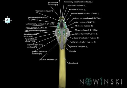 G7.T9-10-19.16.V1.Da-40.C2.L1.Brainstem-Cervical spinal cord anterior cut–CN nuclei