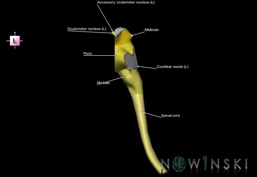 G7.T9-10-19.16.V2.Da-25.C2.L1.Brainstem-Cervical spinal cord anterior cut–CN nuclei