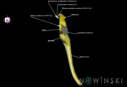 G7.T9-10-19.16.V2.Da-30.C2.L1.Brainstem-Cervical spinal cord anterior cut–CN nuclei