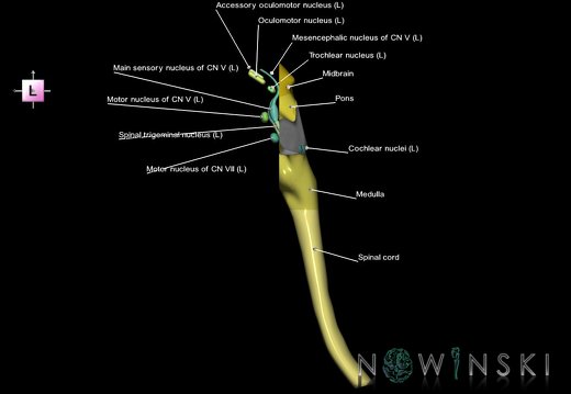 G7.T9-10-19.16.V2.Da-35.C2.L1.Brainstem-Cervical spinal cord anterior cut–CN nuclei