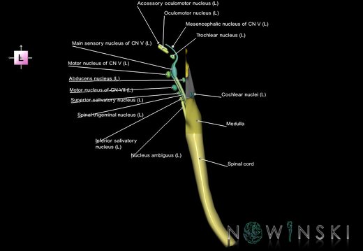 G7.T9-10-19.16.V2.Da-40.C2.L1.Brainstem-Cervical spinal cord anterior cut–CN nuclei