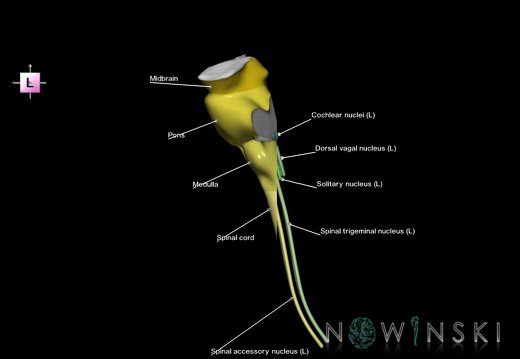 G7.T9-10-19.16.V2.Dp-45.C2.L1.Brainstem-Cervical spinal cord posterior cut–CN nuclei