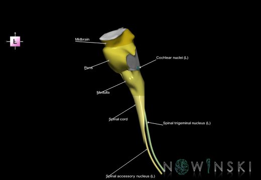 G7.T9-10-19.16.V2.Dp-50.C2.L1.Brainstem-Cervical spinal cord posterior cut–CN nuclei