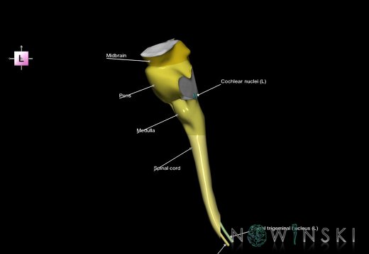 G7.T9-10-19.16.V2.Dp-60.C2.L1.Brainstem-Cervical spinal cord posterior cut–CN nuclei