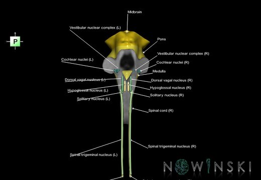 G7.T9-10-19.16.V3.Dp-45.C2.L1.Brainstem-Cervical spinal cord posterior cut–CN nuclei