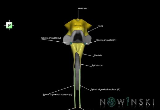 G7.T9-10-19.16.V3.Dp-50.C2.L1.Brainstem-Cervical spinal cord posterior cut–CN nuclei