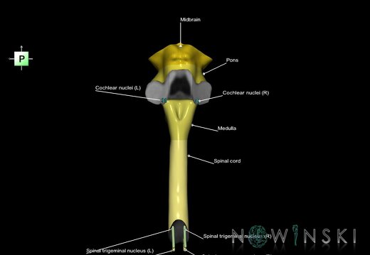 G7.T9-10-19.16.V3.Dp-60.C2.L1.Brainstem-Cervical spinal cord posterior cut–CN nuclei
