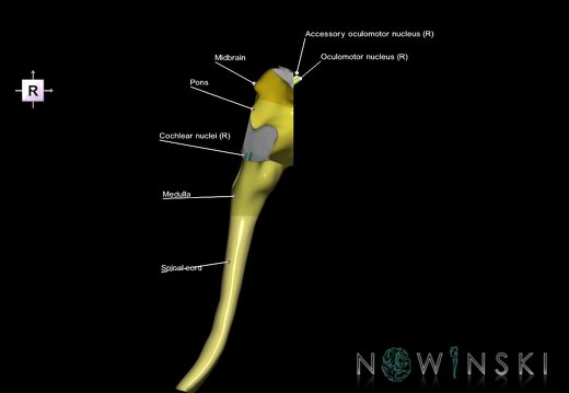 G7.T9-10-19.16.V4.Da-25.C2.L1.Brainstem-Cervical spinal cord anterior cut–CN nuclei