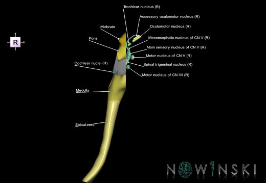 G7.T9-10-19.16.V4.Da-35.C2.L1.Brainstem-Cervical spinal cord anterior cut–CN nuclei