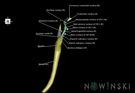 G7.T9-10-19.16.V4.Da-40.C2.L1.Brainstem-Cervical spinal cord anterior cut–CN nuclei