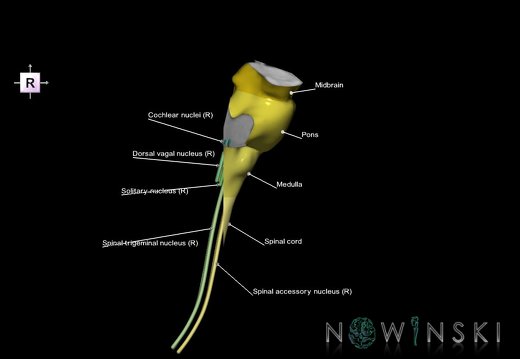 G7.T9-10-19.16.V4.Dp-45.C2.L1.Brainstem-Cervical spinal cord posterior cut–CN nuclei