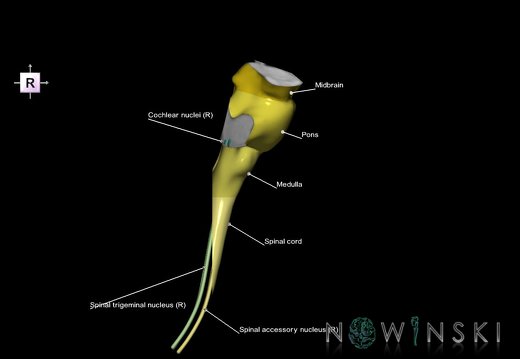 G7.T9-10-19.16.V4.Dp-50.C2.L1.Brainstem-Cervical spinal cord posterior cut–CN nuclei