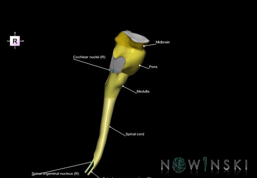 G7.T9-10-19.16.V4.Dp-60.C2.L1.Brainstem-Cervical spinal cord posterior cut–CN nuclei