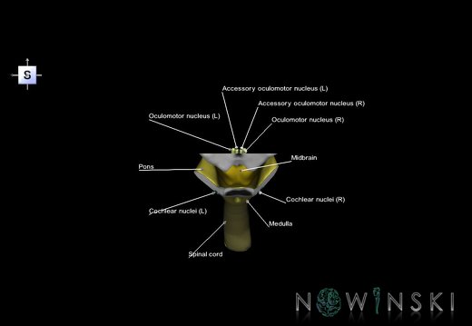 G7.T9-10-19.16.V5.Da-25.C2.L1.Brainstem-Cervical spinal cord anterior cut–CN nuclei