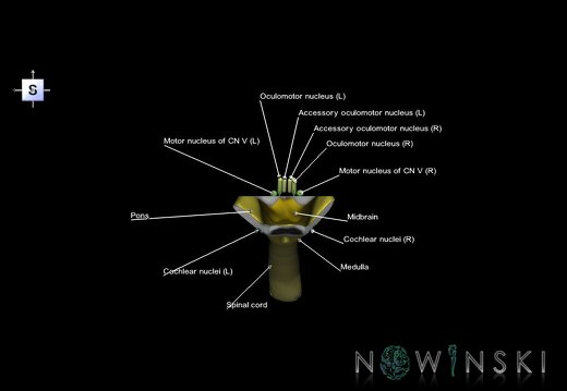 G7.T9-10-19.16.V5.Da-30.C2.L1.Brainstem-Cervical spinal cord anterior cut–CN nuclei