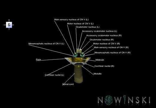 G7.T9-10-19.16.V5.Da-35.C2.L1.Brainstem-Cervical spinal cord anterior cut–CN nuclei