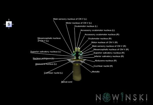 G7.T9-10-19.16.V5.Da-40.C2.L1.Brainstem-Cervical spinal cord anterior cut–CN nuclei