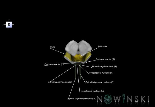 G7.T9-10-19.16.V5.Dp-45.C2.L1.Brainstem-Cervical spinal cord posterior cut–CN nuclei