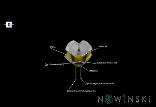 G7.T9-10-19.16.V5.Dp-50.C2.L1.Brainstem-Cervical spinal cord posterior cut–CN nuclei