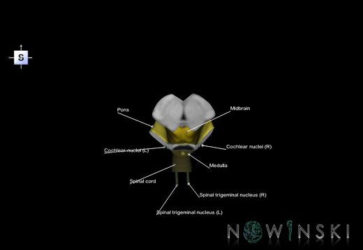 G7.T9-10-19.16.V5.Dp-60.C2.L1.Brainstem-Cervical spinal cord posterior cut–CN nuclei