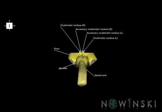 G7.T9-10-19.16.V6.Da-25.C2.L1.Brainstem-Cervical spinal cord anterior cut–CN nuclei