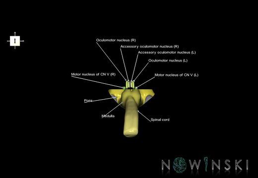 G7.T9-10-19.16.V6.Da-30.C2.L1.Brainstem-Cervical spinal cord anterior cut–CN nuclei