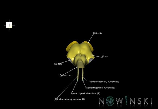 G7T9-10-19.6.Brainstem-CervicalSpinalCordCut-CNNuclei