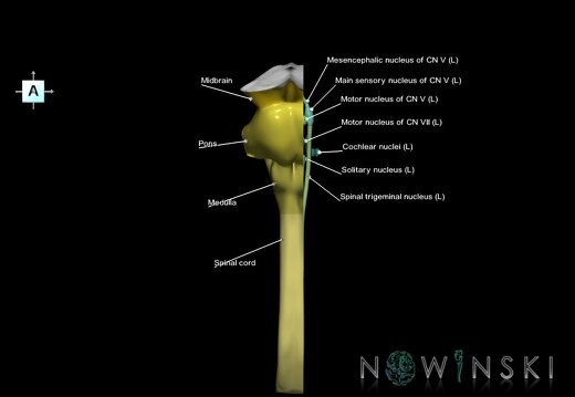 G7.T9-10-19.16.V1.Dl05.C2.L1.Brainstem-Cervical spinal cord left cut–CN nuclei