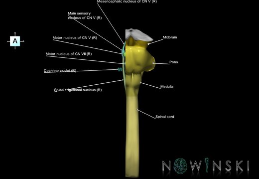 G7.T9-10-19.16.V1.Dr-05.C2.L1.Brainstem-Cervical spinal cord right cut–CN nuclei