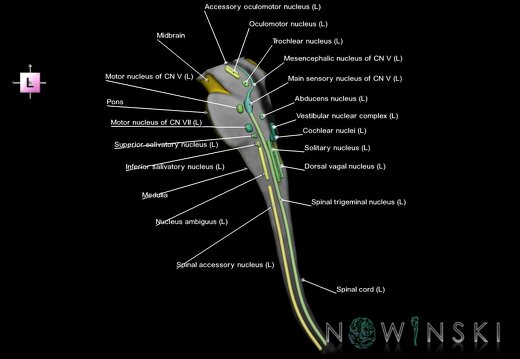G7.T9-10-19.16.V2.Dl00.C2.L1.Brainstem-Cervical spinal cord left cut–CN nuclei