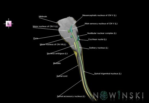 G7.T9-10-19.16.V2.Dl05.C2.L1.Brainstem-Cervical spinal cord left cut–CN nuclei
