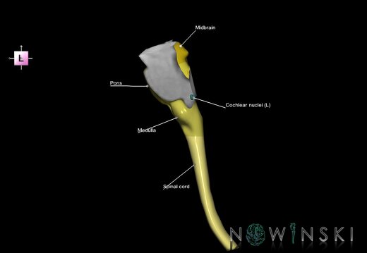 G7.T9-10-19.16.V2.Dl10.C2.L1.Brainstem-Cervical spinal cord left cut–CN nuclei