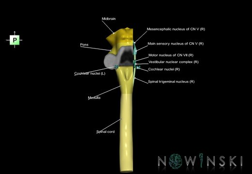 G7.T9-10-19.16.V3.Dr-05.C2.L1.Brainstem-Cervical spinal cord right cut–CN nuclei